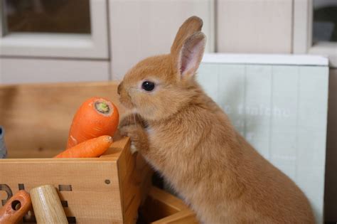 兔子飼養環境